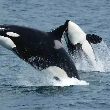 Authentic Rorbu ستامسوند